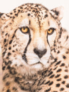 T-shirt per bambino Molo Rollo beige con stampa ghepardo - Rubino Kids